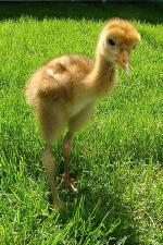 White Red Yellow on 22nd May 2013 White Red Yellow on 22nd May 2013